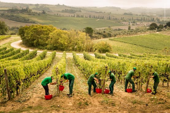 传统与创新的完美融合  超级托斯卡纳的高品质代表  彼奇尼Perpiero红葡萄酒