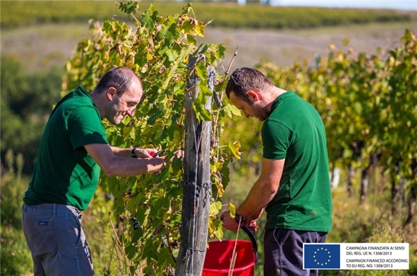 防范未然 彼奇尼酒庄收获令人惊喜的2022年份托斯卡纳葡萄酒